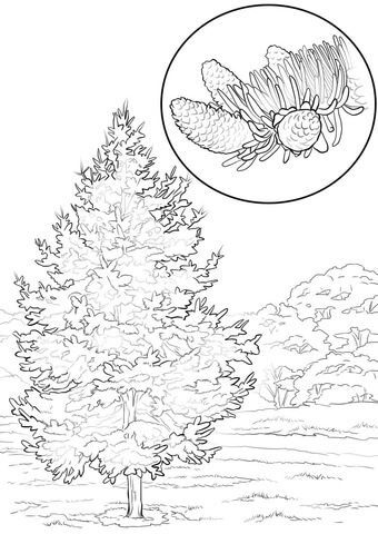 Colorado Blue Spruce Coloring Page